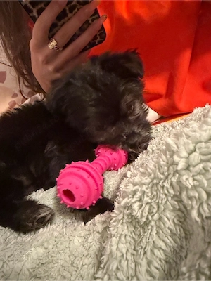 bichon havanez 650 lei 