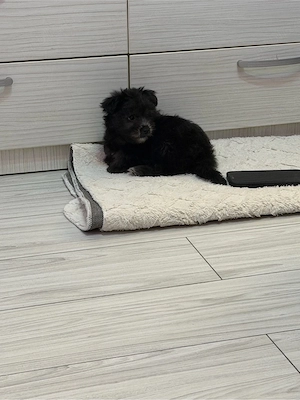 bichon havanez 650 lei  - imagine 2