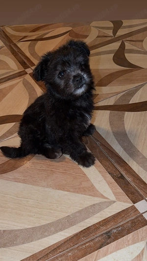 bichon havanez 650 lei  - imagine 3