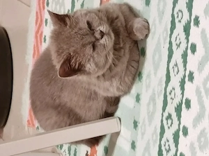Donez pisicuta British Shorthair Lila 5 luni gratis Bucuresti