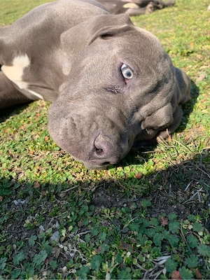 American Bully XXL pui
