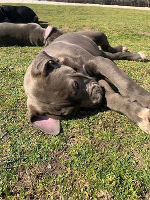 American Bully XXL pui - imagine 2