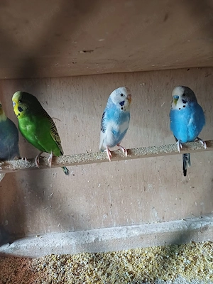 Papagali perusi - imagine 4