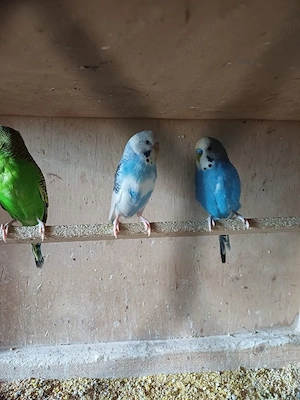 Papagali perusi - imagine 2