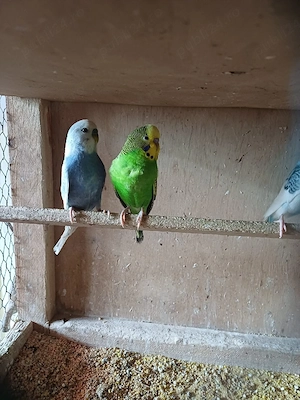 Papagali perusi - imagine 3