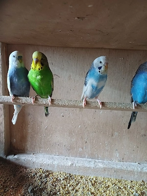 Papagali perusi - imagine 5