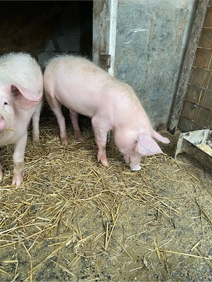 3 soldani 40-45 kg  - imagine 3