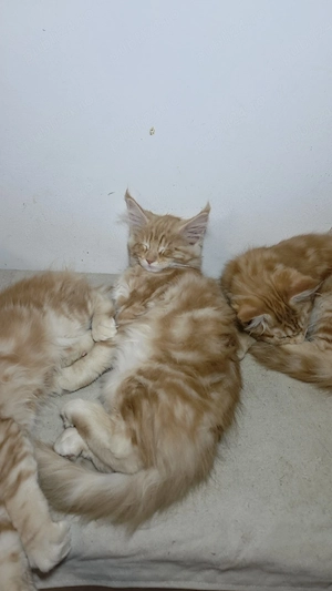 Maine Coon pisoi - imagine 3