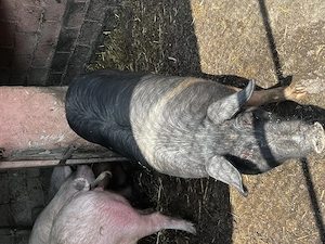 Porci Bazna cu Landrace