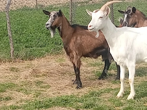 capre cu iezii  - imagine 4