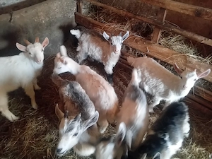 capre cu iezii  - imagine 2