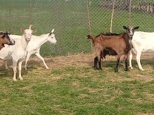 capre cu iezii  - imagine 5