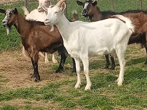 capre cu iezii  - imagine 3