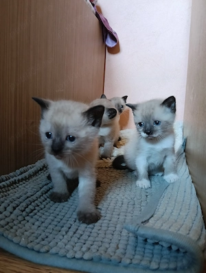 Puiuț de pisica siameza  - imagine 3
