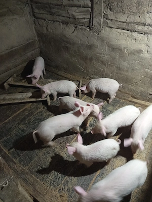 vând purcei - imagine 4