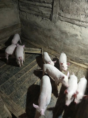 vând purcei - imagine 3