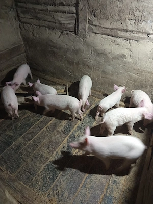 vând purcei - imagine 2