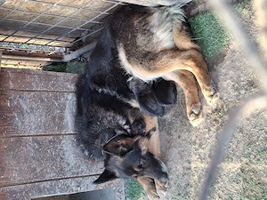 Ciobanesc German TG-JIU - imagine 2