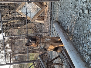 Ciobanesc German TG-JIU - imagine 5