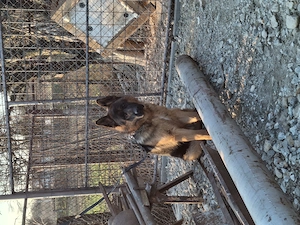 Ciobanesc German TG-JIU - imagine 4