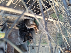 Ciobanesc German TG-JIU - imagine 3