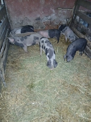 De Vânzare 8 bucăți 30 35 kg unul 