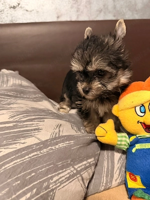 Yorkshire terrier mini toy! - imagine 3