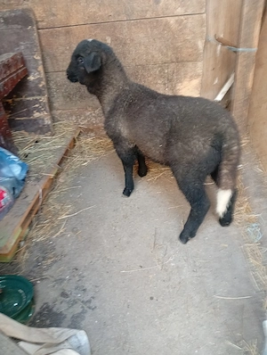 vind miel de carne 20 22 kg  - imagine 3