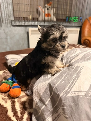 Yorkshire terrier mini toy! - imagine 2
