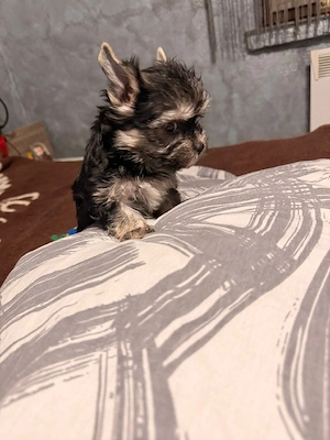 Yorkshire terrier mini toy!