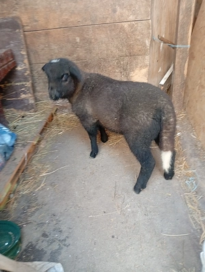 vind miel de carne 20 22 kg  - imagine 2