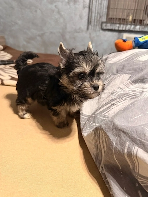 Yorkshire terrier mini toy! - imagine 4