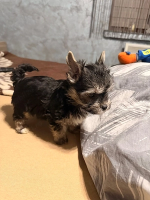 Yorkshire terrier mini toy! - imagine 5