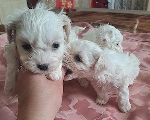 bichon maltez mascul - imagine 3