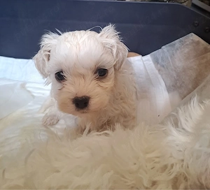 bichon maltez mascul - imagine 2