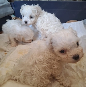 bichon maltez mascul - imagine 4