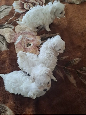 bichon maltez mascul - imagine 5