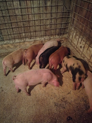 purcei de vânzare  - imagine 2