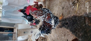 Cocos italian portelanat - imagine 4