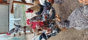 Cocos italian portelanat - imagine 3