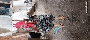 Cocos italian portelanat - imagine 5