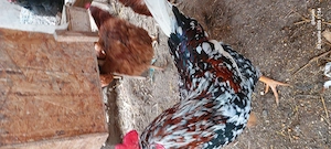 Cocos italian portelanat - imagine 2