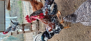 Cocos italian portelanat