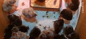 Pui australorp albastru si negru 