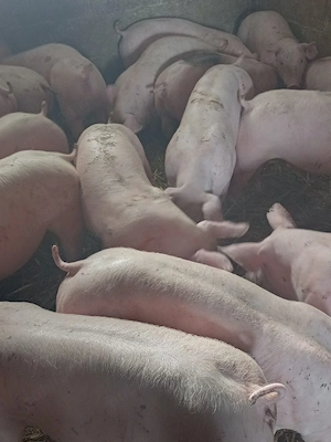 pui de carne 12 lei kg purcei si mari  - imagine 4