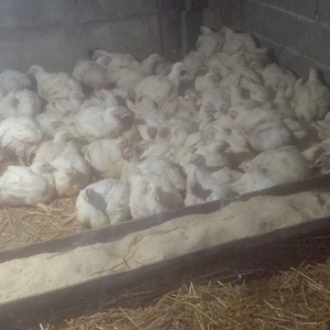 pui de carne 12 lei kg purcei si mari  - imagine 2