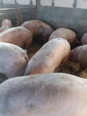 pui de carne 12 lei kg purcei si mari  - imagine 3