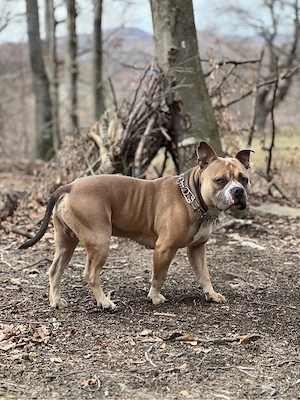 American bully - imagine 2