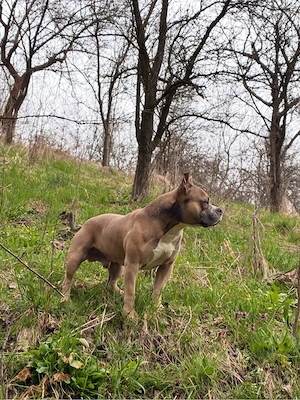 American bully - imagine 3