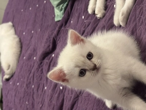 British shorthair color point - imagine 4